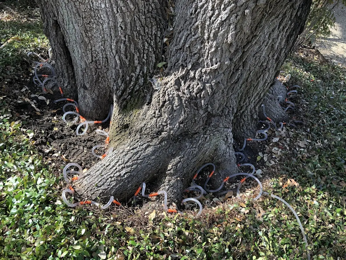 Detailed Tree Cabling and Bracing job site in Deridder