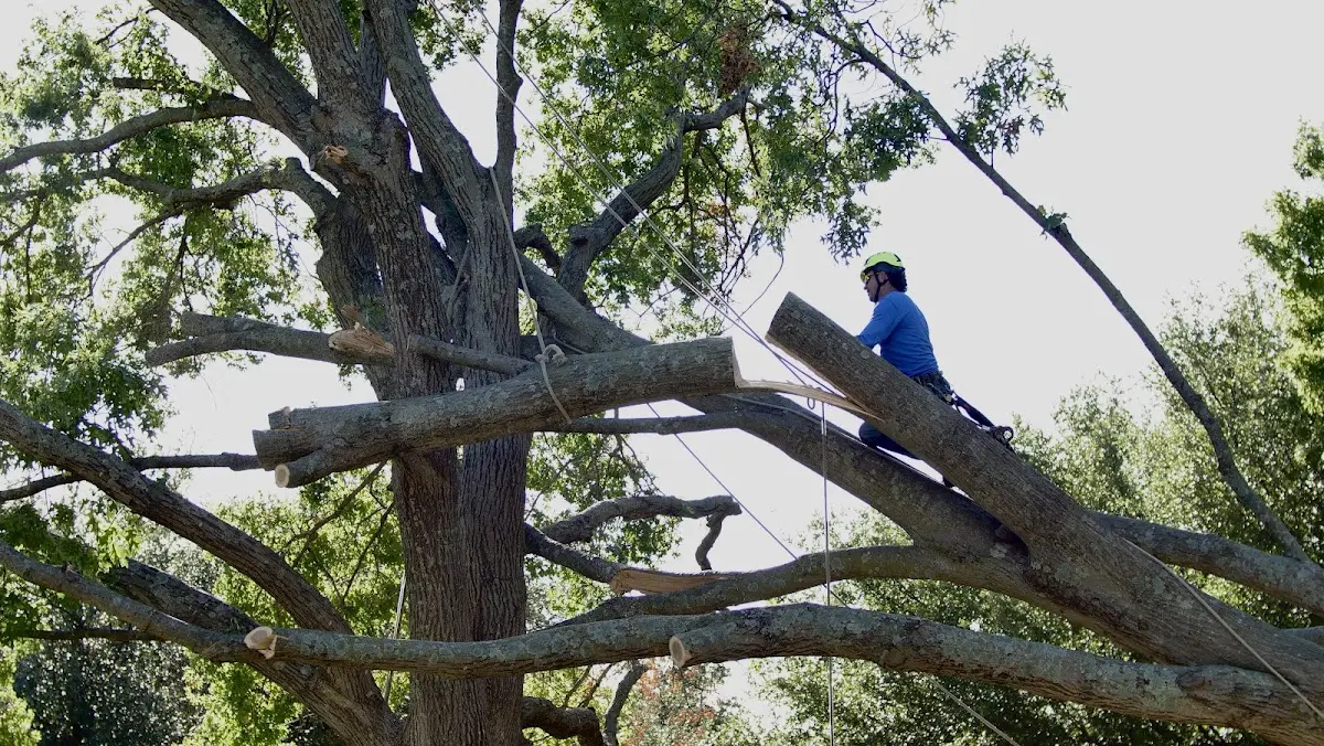Professional Crown Thinning performed by certified arborists in Deridder