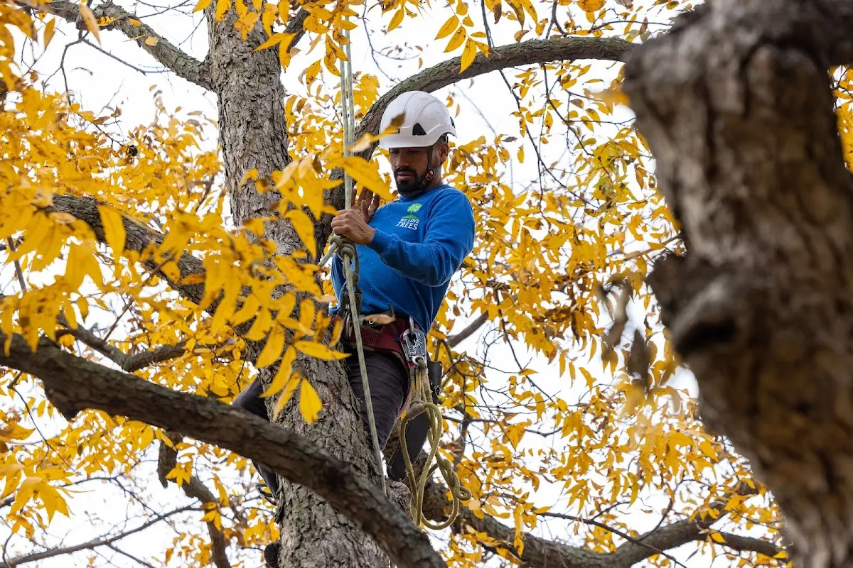 Skilled Tree Transplanting crew working in Deridder